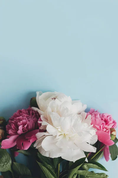 Composición Moderna Peonías Sobre Papel Azul Pastel Plano Imagen Floral —  Fotos de Stock
