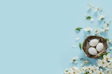 Yuvada şık Paskalya yumurtaları ve mavi arka planda düz kiraz çiçekleri ve fotokopi alanı. Mutlu Paskalyalar! Tebrik kartı şablonu. Modern bayram afişi. Kutlama için en düşük bileşim