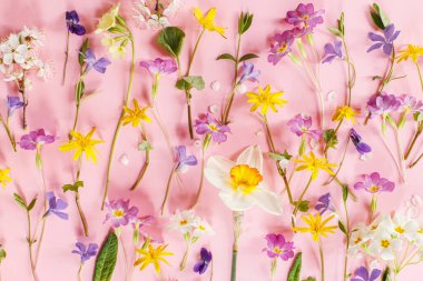 Colorful spring flowers flat lay on pink background. Spring composition with fresh wildflowers. Hello spring! Happy Easter! Floral banner and greeting card. Happy mothers day