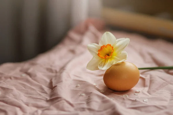 Natural Egg Blooming Daffodil Flower Pink Fabric Background Happy Easter — 图库照片