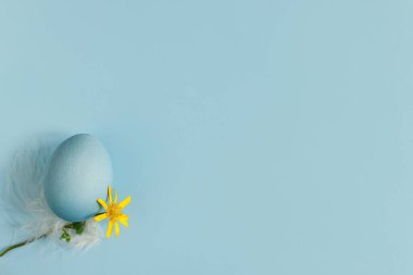 Happy Easter! Easter egg and flower on blue background flat lay. Minimal Easter still life. Modern spring banner or greeting card, space for text. Natural blue egg, feather and yellow bloom