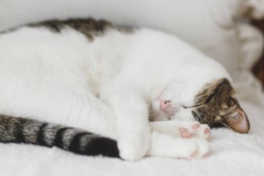 Sevimli kedi rahat beyaz sandalyede uyuyor. Rahat bir ev ve evlat edinilmiş hayvan konsepti. Evdeki kanepede şekerleme yapan, pençeleriyle sarılan sevimli kedi portresi.