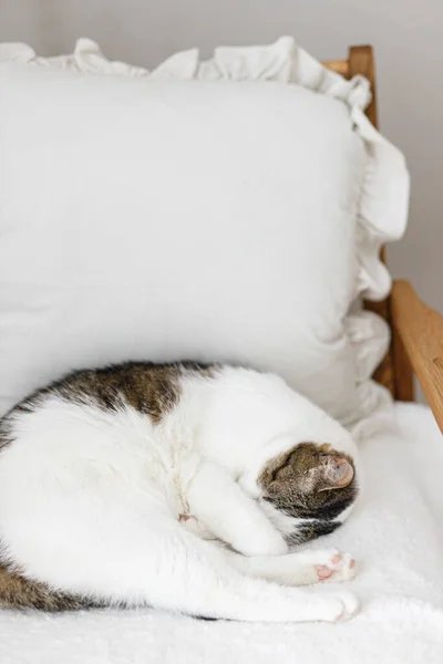 Gato Adorável Dormindo Cadeira Branca Aconchegante Confortável Casa Conceito Animal — Fotografia de Stock