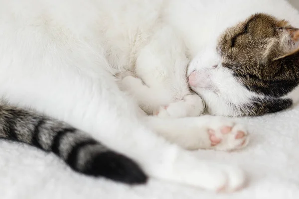Bedårande Katt Sover Mysig Vit Stol Bekväm Hem Och Antagit — Stockfoto