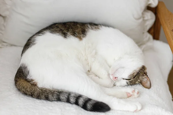 Gato Adorável Dormindo Cadeira Branca Aconchegante Confortável Casa Conceito Animal — Fotografia de Stock