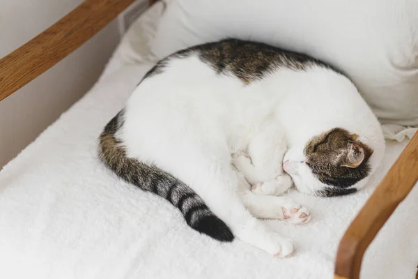 Schattige Kat Die Slaapt Een Knusse Witte Stoel Comfortabel Thuis — Stockfoto