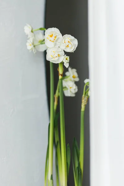 Svatební Narcisy Zavírají Krásné Narcisy Rostoucí Pozadí Rustikální Zdi Moderní — Stock fotografie