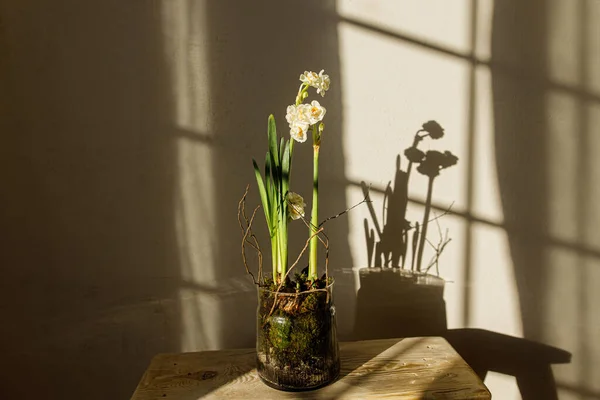 陽射しを浴びてモダンな部屋を背景に素朴な木のベンチに花瓶に成長する美しい水仙 ブライダルDaffodil配置 スタイリッシュな農家の家の装飾 — ストック写真