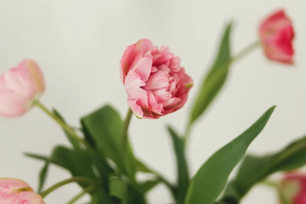Стильний Красивий Рожевий Букет Тюльпанів Білому Фоні Квіткова Композиція Фермі — стокове фото