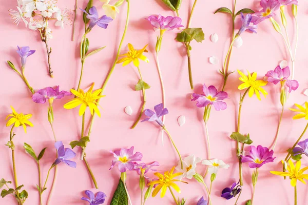 Прекрасні Весняні Квіти Рожевому Фоні Плоскі Весняна Композиція Свіжими Барвистими — стокове фото