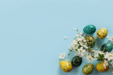 Happy Easter! Easter stylish eggs and blooming spring flowers on blue background, space for text. Modern greeting card or banner. Natural painted colorful quail eggs and cherry blossom