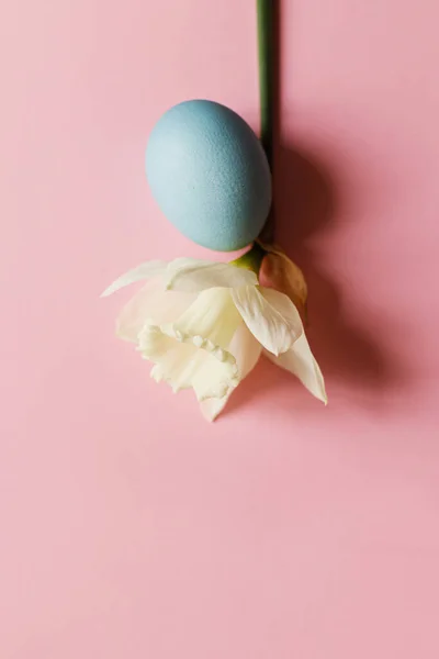 复活节快乐 复活节彩蛋和粉色背景的花朵 最小的复活节还活着 现代春季横幅或贺卡 文字空间 天然彩绘的蓝色蛋和白色水仙花 — 图库照片
