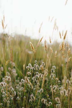 Yaz otlaklarında yabani otlar. Akşam kırsallarında tüylü Tavşan ayak yoncası. Trifolium arvense. Çiçek duvar kağıdı, atmosferik görüntü