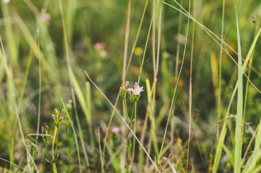 Wildflowers in summer meadow. Pink flowers close up in countryside. Centaurium erythraea. Wild flowers and herbs close up in evening sunshine, atmospheric image