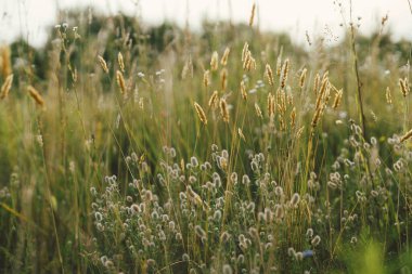 Wild herbs in summer meadow. Fluffy Rabbit foot clover in grasslands in evening countryside. Trifolium arvense. Floral wallpaper, atmospheric image