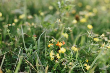 Wildflowers in summer meadow. Lotus corniculatus flowers close up in countryside. Yellow wild flower and herbs close up in evening sunshine, atmospheric image