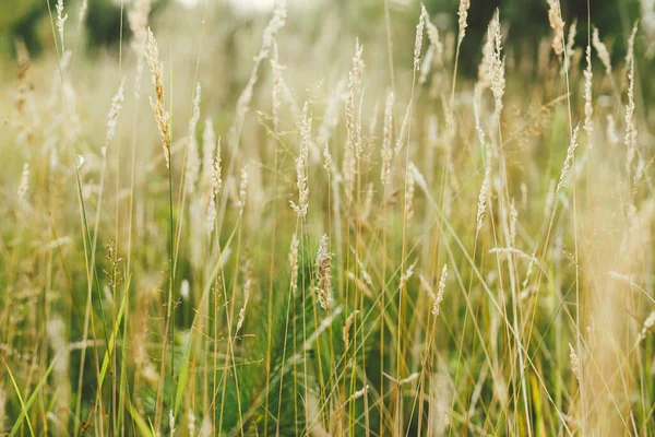 Wild Grasses Summer Meadow Grasslands Evening Countryside Floral Wallpaper Grass —  Fotos de Stock