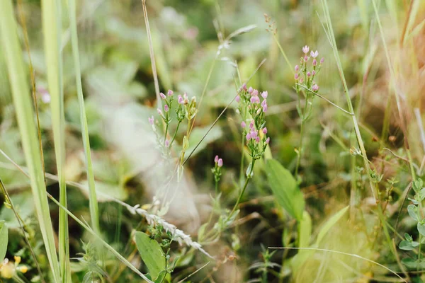Wildflowers Summer Meadow Pink Flowers Close Countryside Centaurium Erythraea Wild — Stock Photo, Image