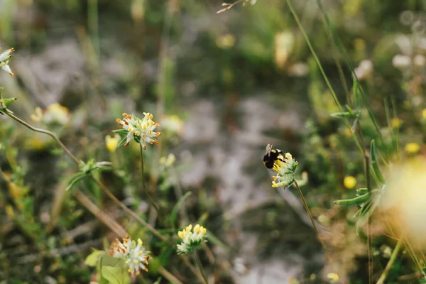 Bumblebee Pada Bunga Liar Kuning Padang Rumput Musim Panas Bumble — Stok Foto