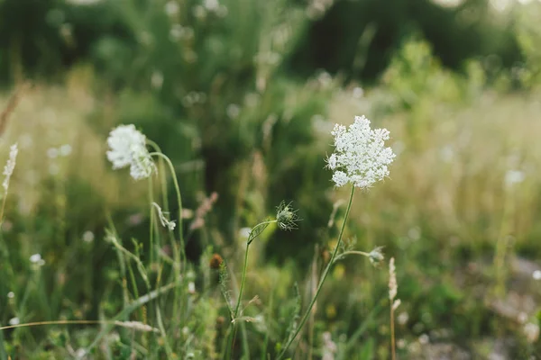 Bunga Liar Padang Rumput Musim Panas Daucus Carota Flowers Close — Stok Foto