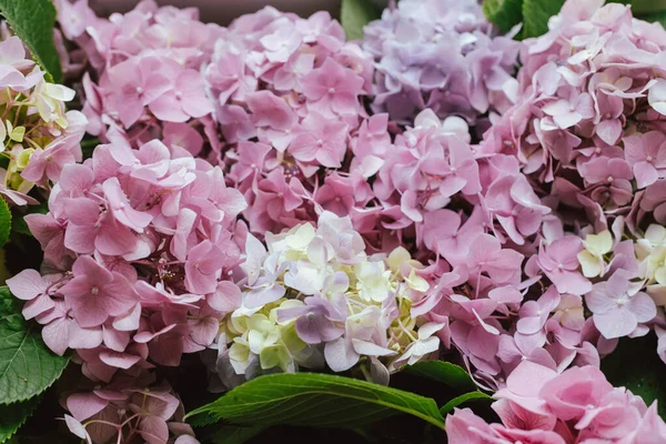 Beautiful hydrangea bouquet close up. Pink hydrangea flowers wallpaper, stylish fresh bouquet. Mothers day and wedding arrangement
