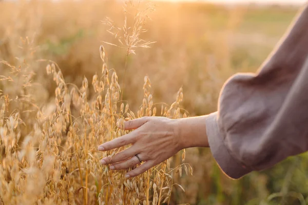 Gün Batımında Yulaf Tutan Kadın Elini Kapat Yaz Tahıl Hasadı — Stok fotoğraf
