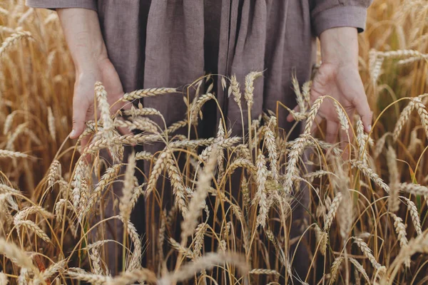 Woman Hands Holding Wheat Stems Field Cropped View Atmospheric Tranquil — Stock Photo, Image