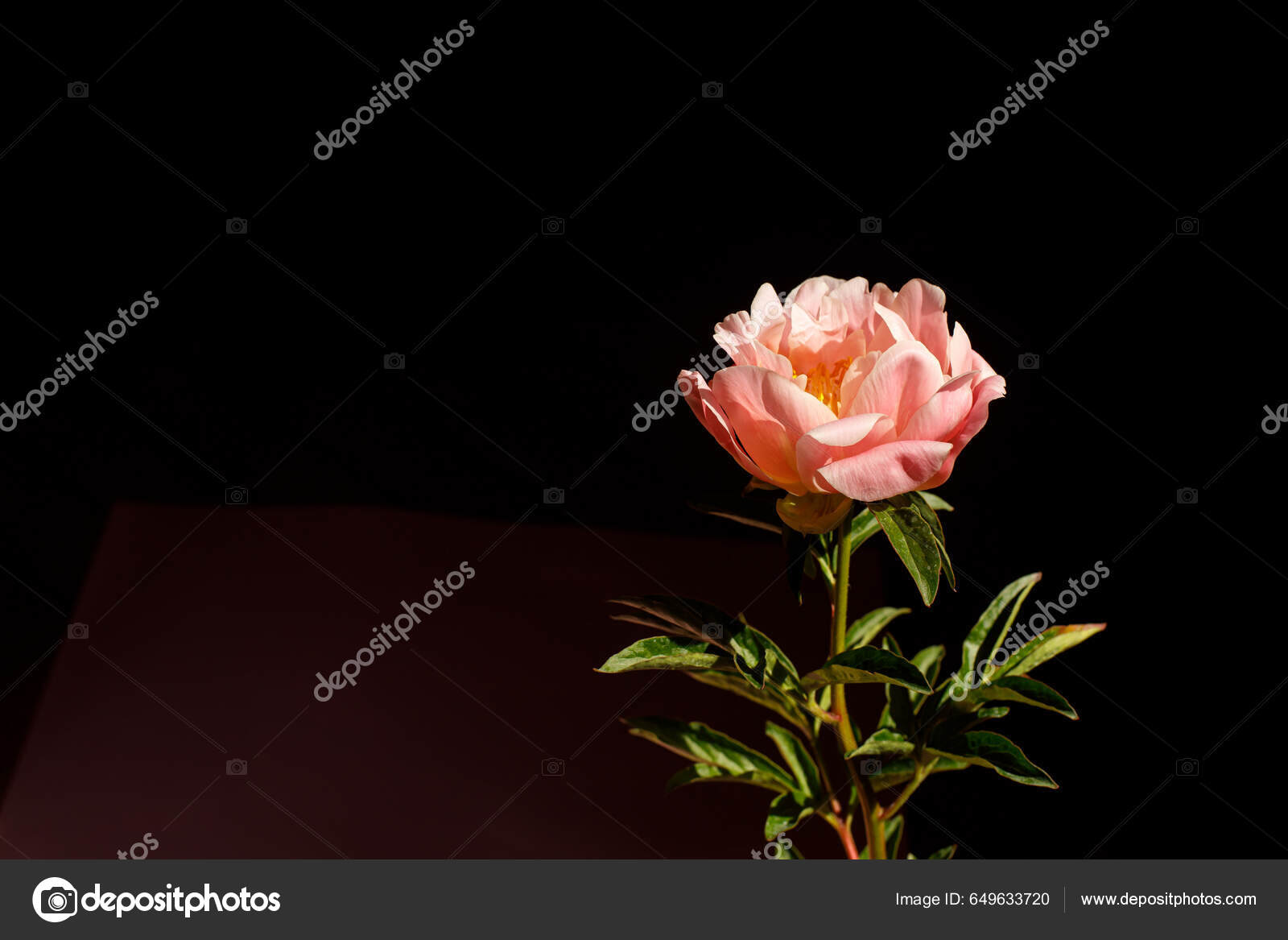 fondos de pantalla de flores de sol