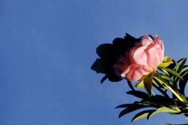 Mavi arka planda pembe şakayık güneş ışığında yatıyordu. Çiçekli kart şablonu ve metin için boşluk. Asgari yaratıcı çiçek duvar kağıdı. Anneler Günü