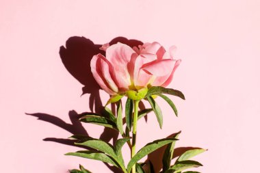 Pembe fonda pembe şakayık gün ışığında yatıyordu. Çiçekli kart şablonu ve metin için boşluk. Asgari yaratıcı çiçek duvar kağıdı. Anneler Günü