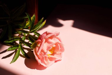 Pembe fonda pembe şakayık gün ışığında. Çiçekli kart şablonu ve metin için boşluk. Asgari yaratıcı çiçek duvar kağıdı. Anneler Günü