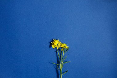 Mavi arka planda sarı çiçek yatıyordu. Yazı için yeri olan çiçek şablonu. Çiçek açan Brassica napus çiçeği. Mutlu Paskalyalar! Anneler Günü! Asgari çiçekli duvar kağıdı