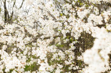 Bahçede güzel kiraz çiçeği açan beyaz çiçekler. Bahar çiçekleri. Güneşli bahçede çiçek açan kiraz ağacı dalları. Çiçek arka planı