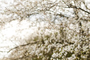 Bahçede güzel kiraz çiçeği açan beyaz çiçekler. Bahar çiçekleri. Güneşli bahçede çiçek açan kiraz ağacı dalları. Çiçek arkaplan, metin için boşluk