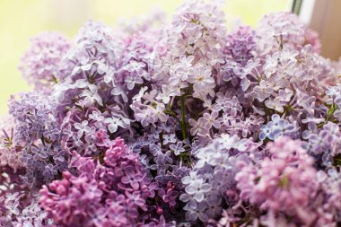 Güneşli odada pencere kenarında güzel leylak çiçekleri. Çiçekli yazlık ev dekoru. Kırsal evde pembe ve mor leylaklar.
