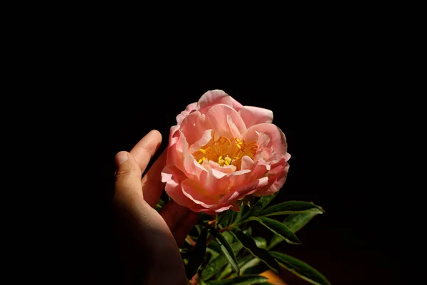 Ręka Trzymając Piękny Różowy Piwonia Świetle Słonecznym Ciemnym Tle Kreatywna — Zdjęcie stockowe
