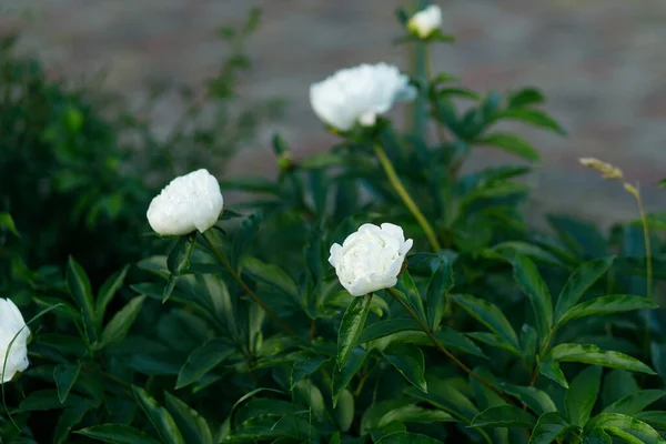 Krásné Bílé Pivoňky Náladové Zahradě Letní Chalupa Zahrada Kvetoucími Květy — Stock fotografie