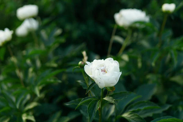 Krásné Bílé Pivoňky Náladové Zahradě Letní Chalupa Zahrada Kvetoucími Květy — Stock fotografie