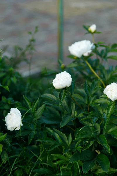 居心地の良い庭で美しい白い牡丹 花を咲かせる夏のコテージガーデン 白い牡丹の茂み 花の背景 — ストック写真