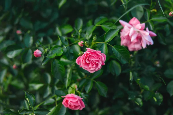 Krásné Růžové Růže Náladové Zahradě Letní Chalupa Zahrada Kvetoucími Květy — Stock fotografie