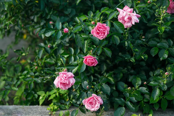 Schöne Rosa Rosen Stimmungsvollen Garten Sommerhausgarten Mit Blühenden Blumen Rosenbusch — Stockfoto