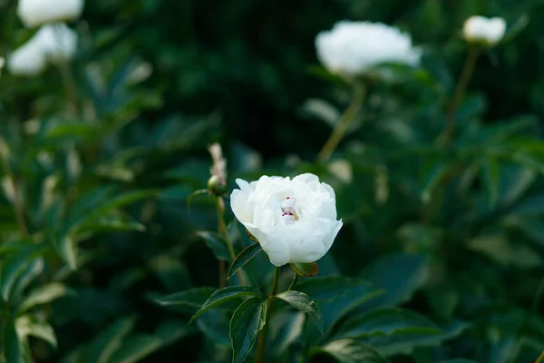 Piękne Białe Piwonie Humorzastym Ogrodzie Letni Ogródek Kwitnącymi Kwiatami Biały — Zdjęcie stockowe