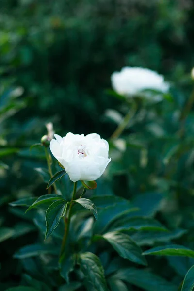 Schöne Weiße Pfingstrosen Stimmungsvollen Garten Sommerhausgarten Mit Blühenden Blumen Weiße — Stockfoto