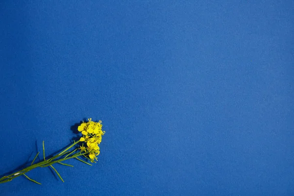 Stock image Yellow flower on blue background flat lay. Floral template with space for text. Brassica napus blooming flower. Happy easter! Mother's day! Minimal floral wallpaper