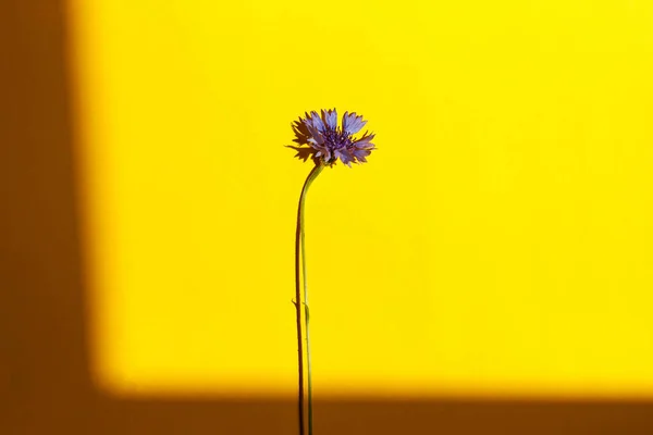 Fiore Blu Sfondo Giallo Piatto Giaceva Alla Luce Del Sole — Foto Stock