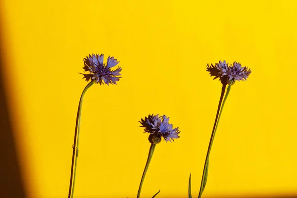 Bunga Biru Pada Latar Belakang Kuning Rata Berbaring Bawah Sinar — Stok Foto