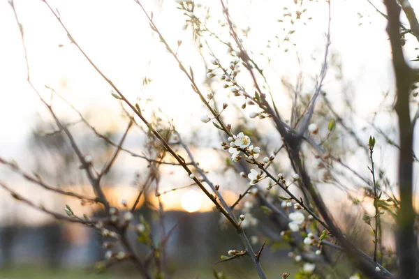 Lindas Flores Brancas Cereja Florescendo Jardim Noite Flores Primavera Floração — Fotografia de Stock