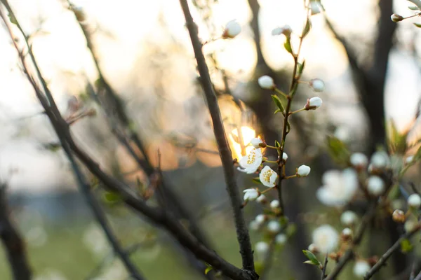 Mooie Bloeiende Kersenwitte Bloemen Avondtuin Lente Bloeit Bloeiende Kersenboom Takken — Stockfoto