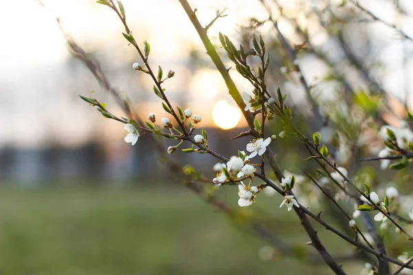 Vackra Blommande Körsbär Vita Blommor Kväll Trädgård Våren Blommar Blommande — Stockfoto