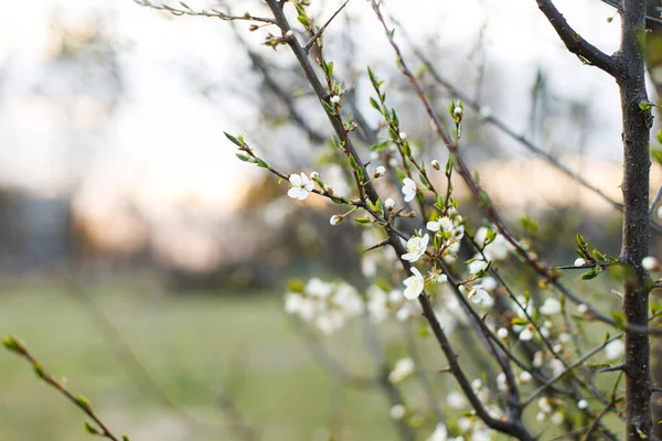 สวยงามบานเชอร ดอกไม ขาวในสวนตอนเย ดอกไม ใบไม งไม ดอกซาก ระตอนพระอาท ตกด นหล — ภาพถ่ายสต็อก